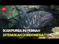 Ikan Raja Laut. Si Ikan Purba yang ditemukan di Indonesia!!!