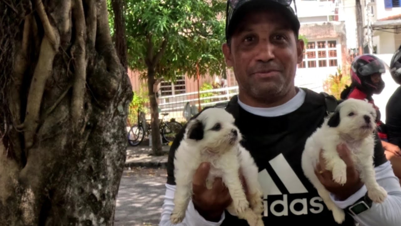 FEIRA DE FILHOTES DE RAÇA, RUA REAL DA TORRE, MADALENA RECIFE - PE.