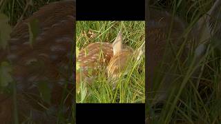 A Fawn's First Lesson in Survival #wildlife #animals #shorts #video