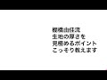棚橋由佳流!蕎麦生地の厚さを見極めるポイント!こっそり教えます⭐︎