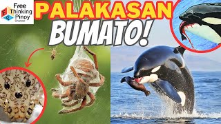 NEW🌟 HAYOP SA HUSAY BUMATO!! Animals that are best at THROWING by Free Thinking Pinoy 36,712 views 21 hours ago 9 minutes, 55 seconds
