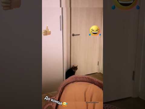 Умный Кот😅 #юмор #приколы #funny #смешно #смешноевидео #смех#ржака #catdrama #catescape #алиса#кот