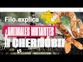 Chernobyl: la explosión nuclear que dejó peligro, misterios y ¿animales mutantes?