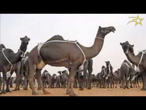 البل عطايا من الرحمن فلاح القرقاح 