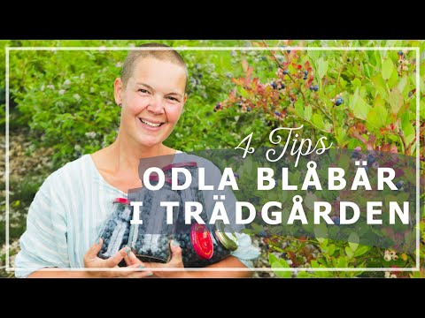 Video: Är odlade blåbär gmo?