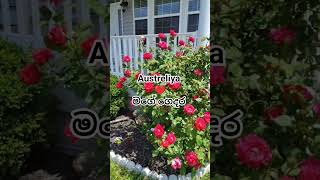 #viral #viralshort #shortvideo #shorts #austrelia #house