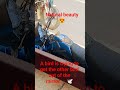 beautiful Bird 🕊️ #natural #trending #shorts #birds #viralvideo #chidya #viralshorts #chidiya #like