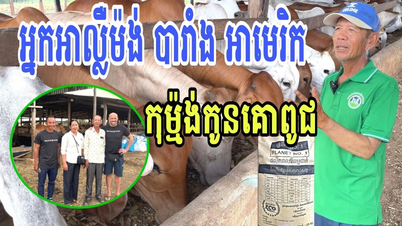 អ្នកអាល្លឺម៉ង់ បារាំង អាមេរិក កុម្ម៉ង់កូនគោពូជ/ ដាក់រ៉ែផ្លេនីតឲ្យកូនគោ