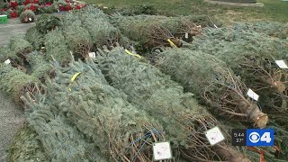 Local group gives out 300 Christmas trees to veterans in West County