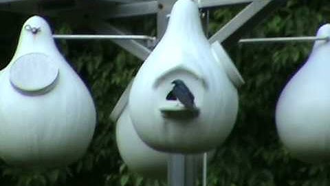 Tree Swallow Diary Part 7 - A New Beginning