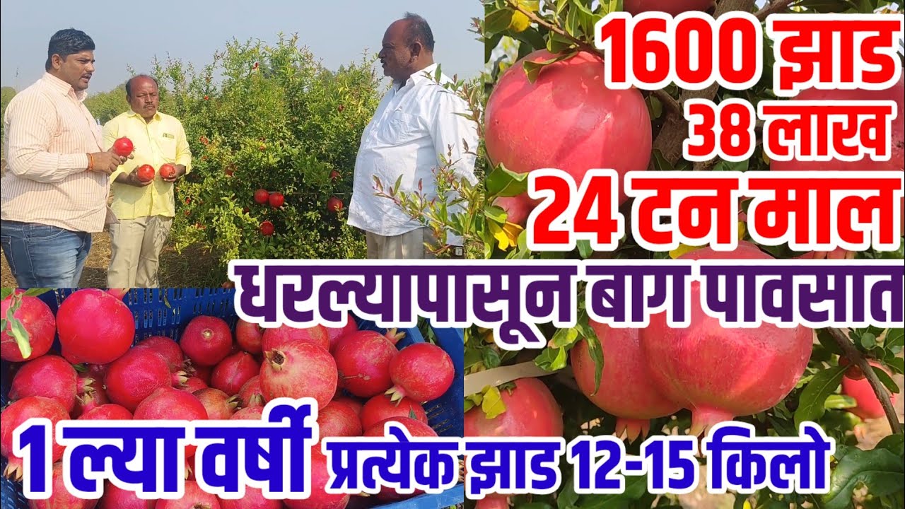 डाळिंब_शेती,बाग धरल्यापासून पावसात,1ल्या वर्षी प्रत्येक झाड 12-15 किलो,1600 झाडात 38 लाख,pomegrante