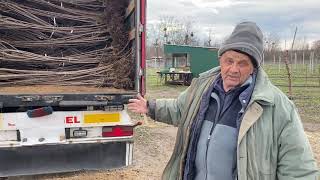 Отгрузка саженцев груши и черешни с питомника, после хранения.