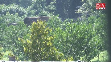 Vĩnh Cửu: Voi rừng tiếp tục kéo về vườn nhà dân