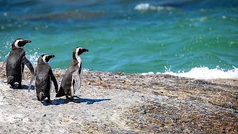 South Georgia - Penguin Paradise of the South Atlantic | Free Documentary Nature