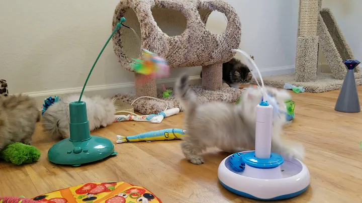 Video 3400161: persian kitten playing, play toys persian, kittens wild