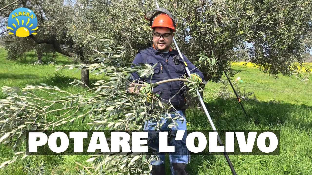 (POTARE L' OLIVO ) Prova pratica e semplici linee guida, COME, QUANDO, e PERCHE'!