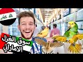 سوق الغزل للحيوانات الجمعة بس بالامارات الشارقة شوفوا الطيور الكناريات والببغاوات سوق عملاق سمك زينة 