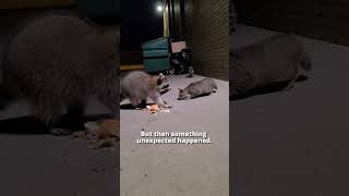 Everyone Expected The Raccoon To Chase The Cat Away