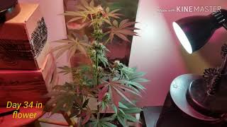How to grow marijuana- growing weed- part 5- update- day by day