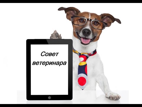 Совет ветеринара. Стерилизация собак