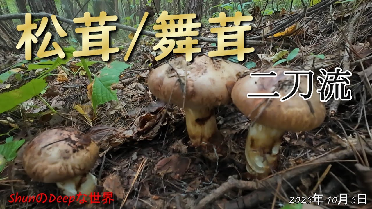 【きのこ採り】2025年 舞茸豊作からの松茸⁉