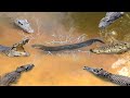 Electric Eel&#39;s 860V Destruction Power! Crocodiles Get Shocked When Wrongly Attacking Electric Eels