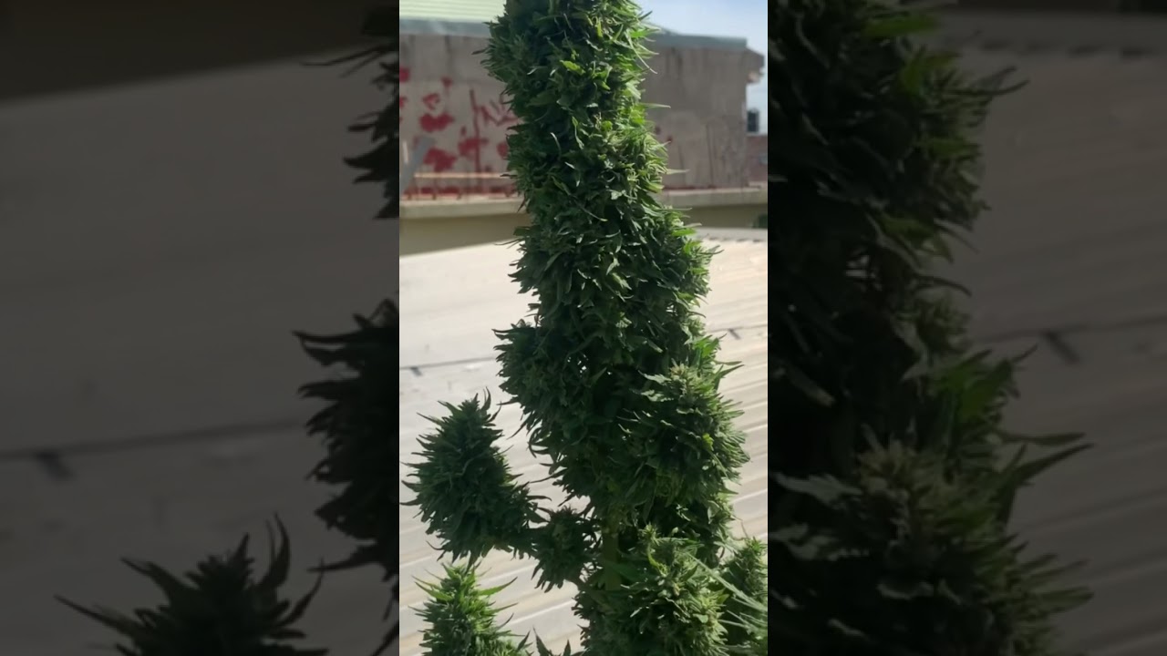 Growing in Jamaica 🇯🇲