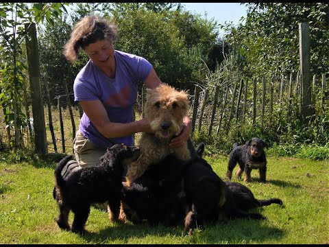 How to raise a litter of puppies - from 2 weeks old to weaning