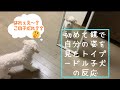 生まれて初めての鏡にビビりまくるトイプードル子犬