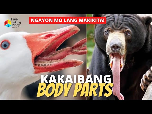 20 WEIRD AND STRANGE TONGUE IN ANIMAL KINGDOM | KAKAIBANG DILA NG MGA HAYOP class=