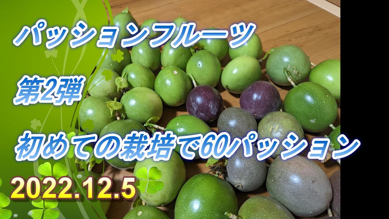 ①「パッションフルーツ」果実☆追熟セット☆家庭菜園☆ご希望の方栽培用枝木付けます