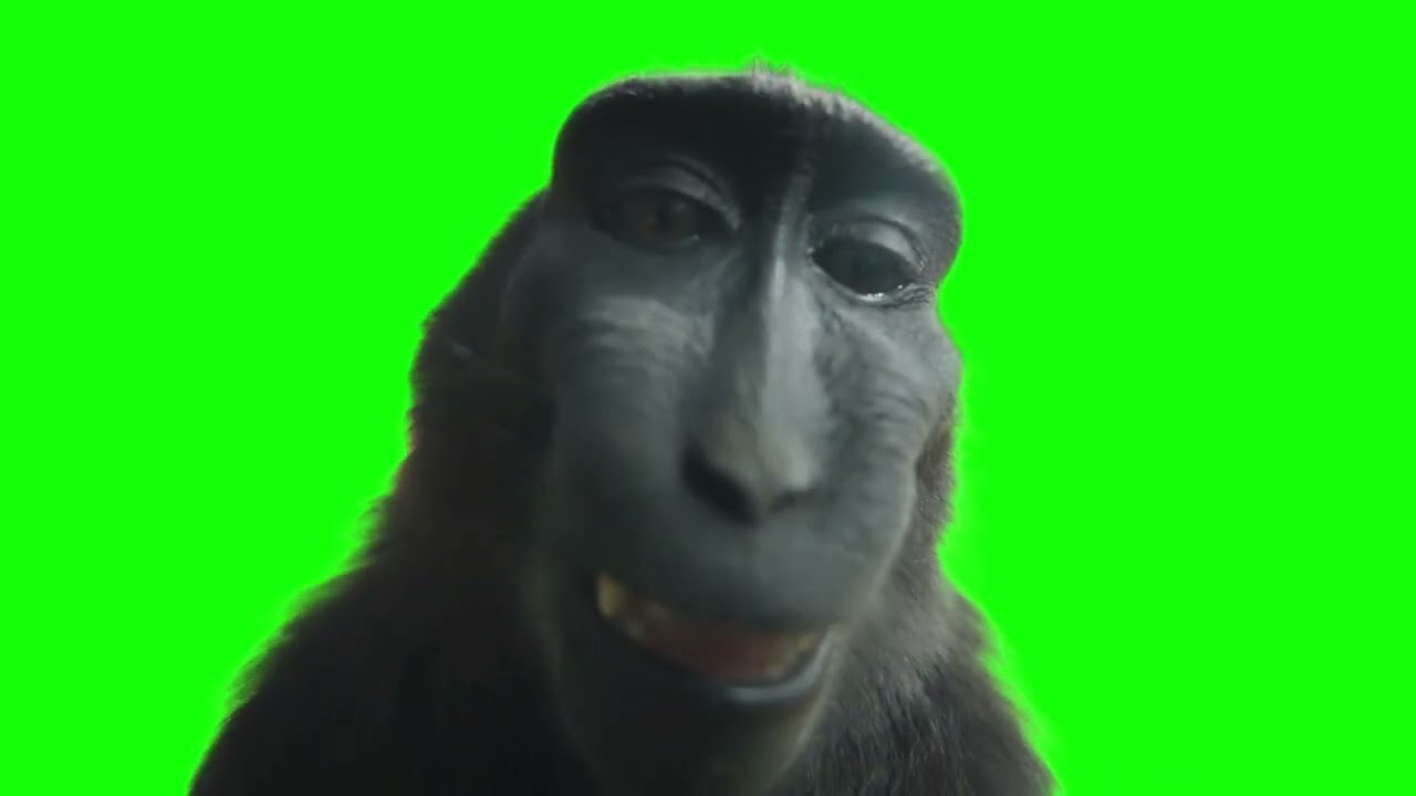 Monkey Selfie  Know Your Meme