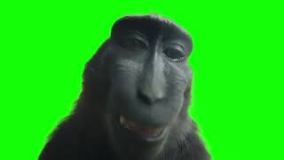 Monkey Smiling With Rizz - Green Screen