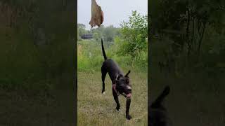 Pit bull puppy vs...