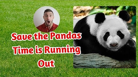 The Silent Crisis: Pandas on the Brink!