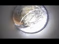 【耳そうじ】Vol.25 耳毛のフクさん Earwax removal professional earcleaning&headspa salon Kaleidscope TOKYO earhair