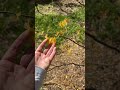 Rising Sun Redbud. The Woodlands, Texas trees. Gold color new leaves in Spring.