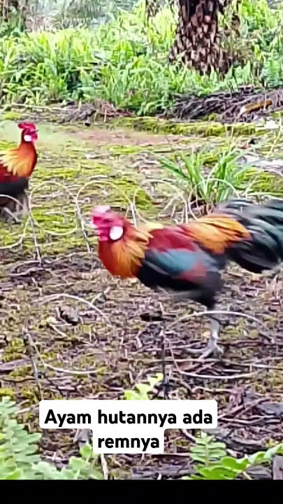 Pikat ayam hutan Kokok disamping ayamhutan merah Sumatra langsung emosi #mikatayamhutan