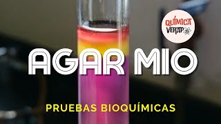 PRUEBA BIOQUÍMICA MIO l Agar MIO MOVILIDAD-INDOL-ORNITINA PRUEBAS BIOQUIMICAS MICROBIOLOGIA MIO AGAR