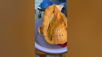 Mẫn Mẫn bắt đầu cuộc hành trình “bày mưu tính kế” lấy ốc bàn ủi ra khỏi vỏ! - CAO HOÀNG MẪN