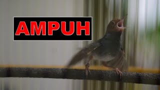Prenjak Manapun Bakal Langsung Narung Dengar Masteran Prenjak Tamu Gacor Ini