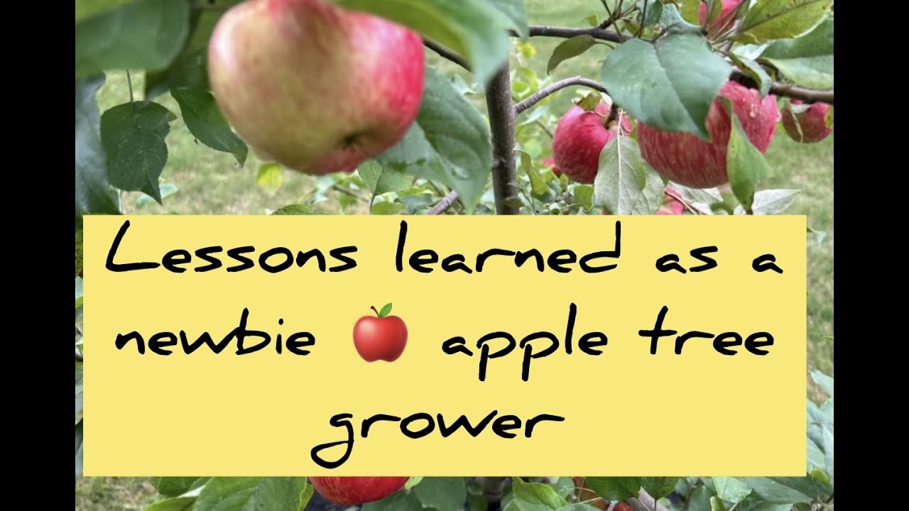 Honeycrisp Apple Tree Facts