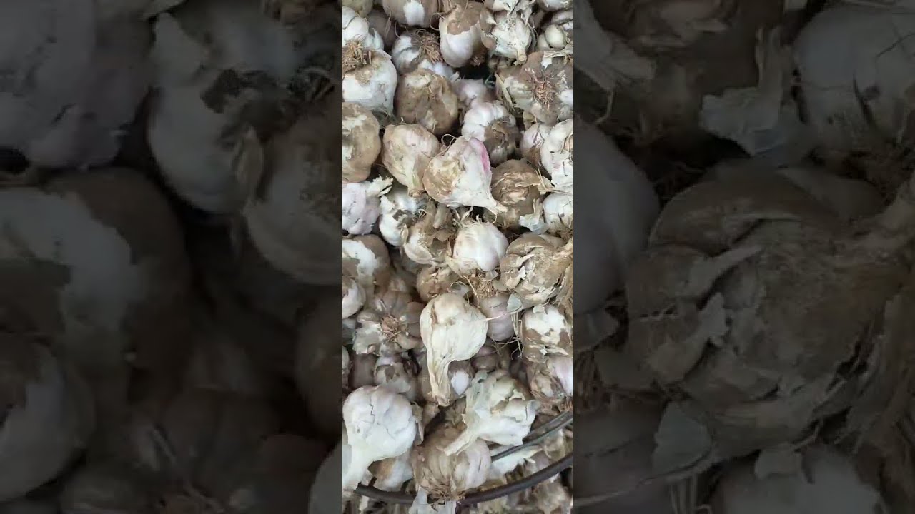 7月18日中国国家内部大蒜市场价格July 18 garlic market price in China