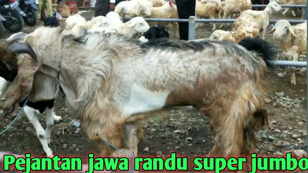 Harga kambing pejantan super jumbo 