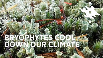 Cool bryophytes! Bryophytes cool down our climate | University of Helsinki