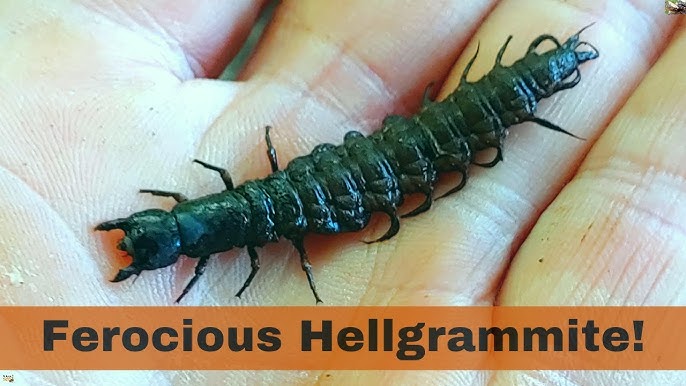 How To Catch/Find Hellgrammites: BEST Fishing Bait (Smallmouth Bass) 