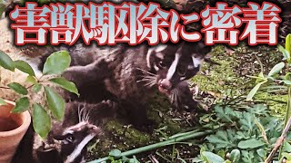 【プロ】害獣駆除業者に密着、屋根裏に隠れた害獣「ハクビシン」を追い出す