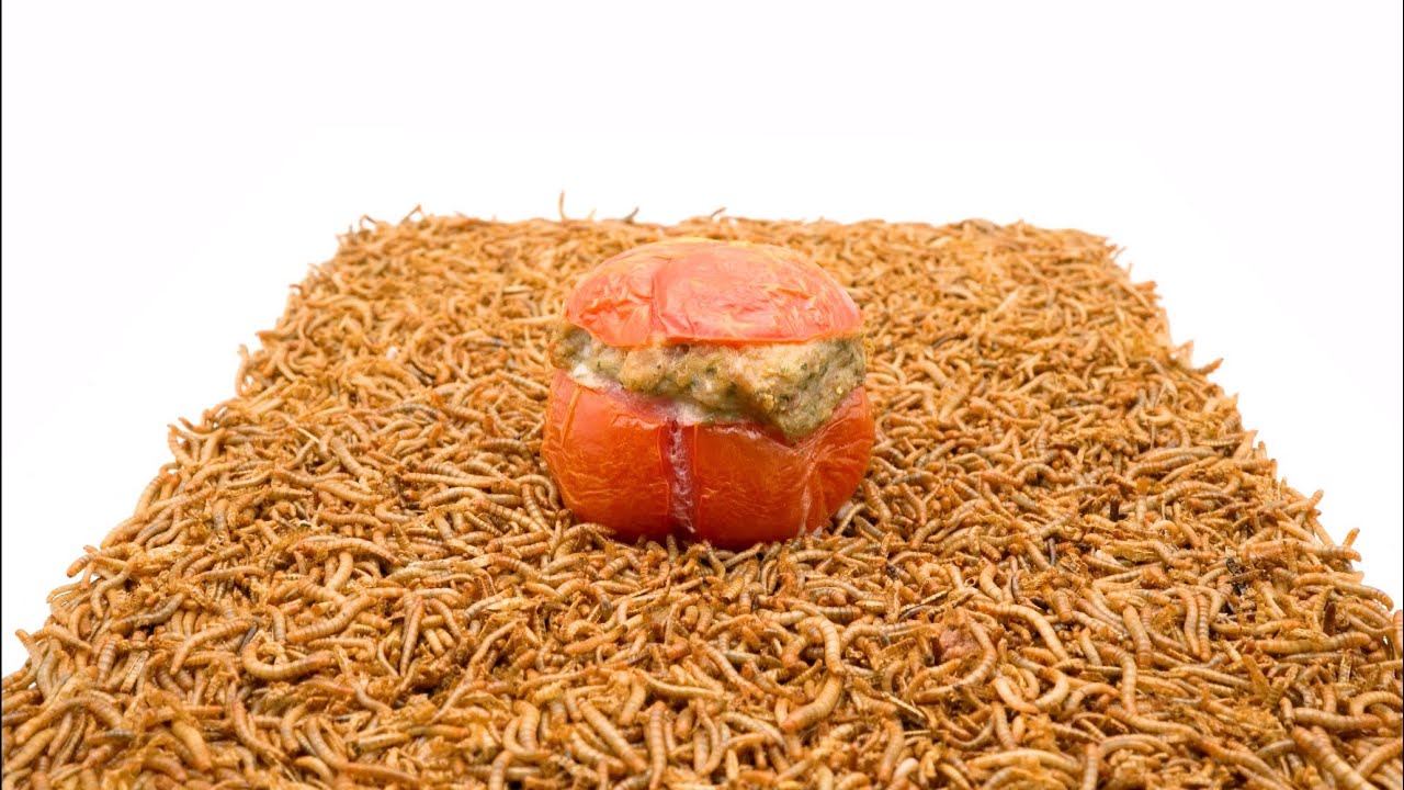Stuffed Tomato VS Mealworms 🍅🐛