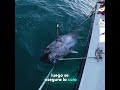 Sea fishing for bluefin tuna #bluefintuna #fishing #bluefintunafishing #tuna #fish #fishinglife
