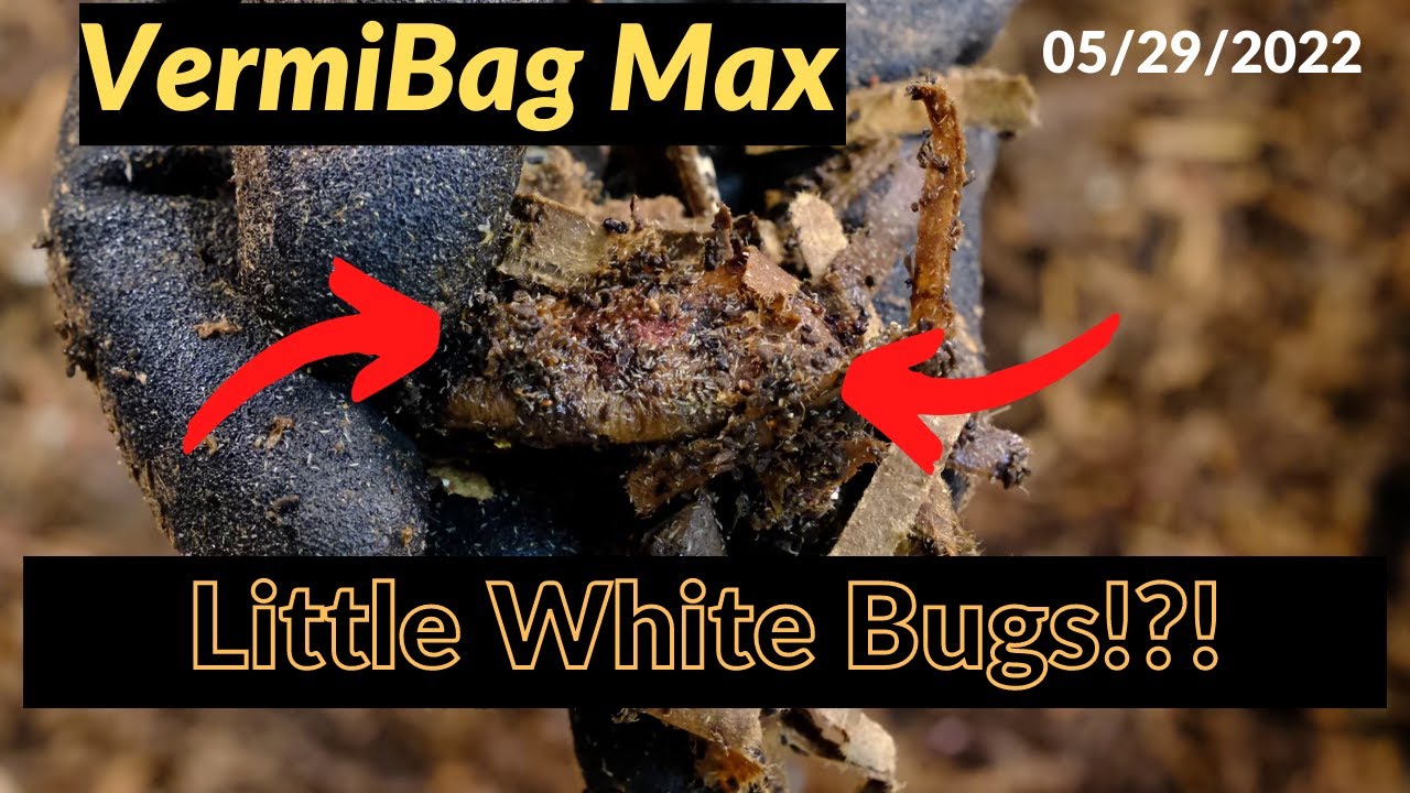 Vermibag Max - Little White Bugs!?! 05/29/2022
